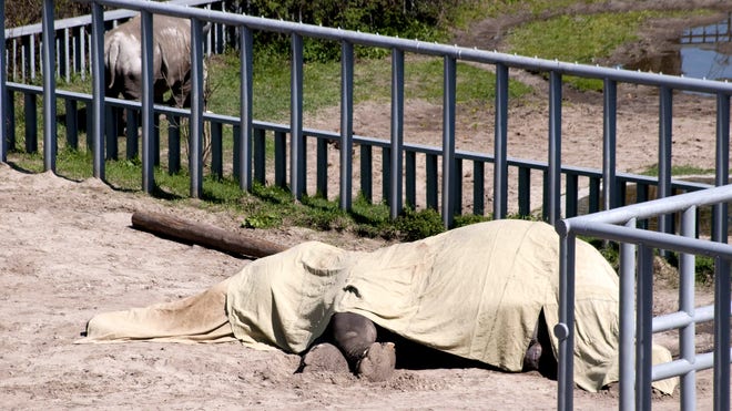 Boy, a 39 year old Indian elephant